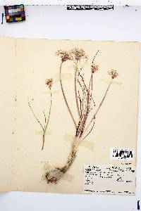 Allium deserticola image