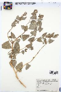 Atriplex argentea subsp. expansa image