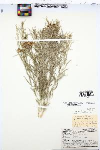 Amsonia tomentosa image