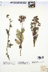 Phacelia integrifolia image