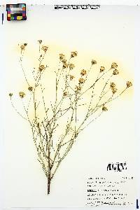 Porophyllum scoparium image