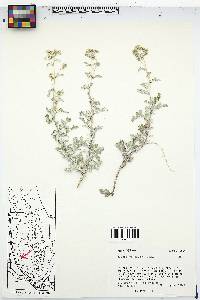 Parthenium incanum image