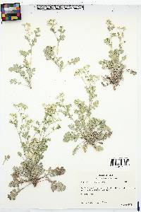 Parthenium confertum image