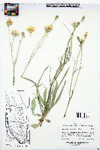 Pyrrhopappus pauciflorus image