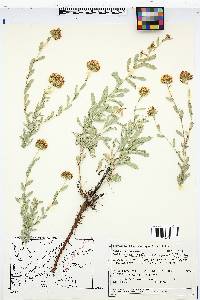 Grindelia nuda image