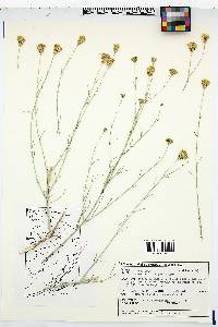 Porophyllum scoparium image