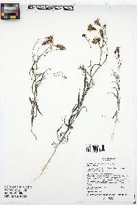 Palafoxia sphacelata image