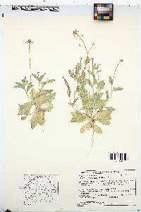 Draba cuneifolia image