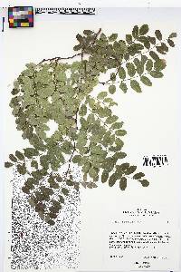 Robinia neomexicana image