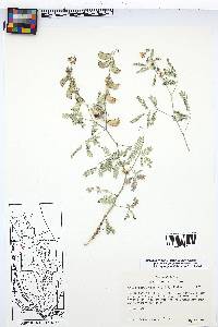 Pomaria jamesii image