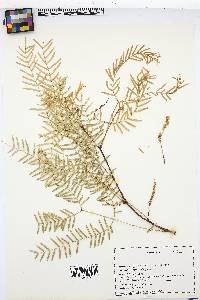 Prosopis glandulosa image