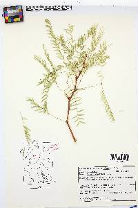 Prosopis glandulosa image