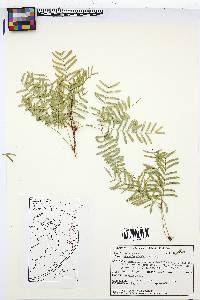 Prosopis glandulosa image