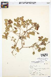 Proboscidea altheifolia image