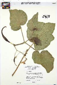 Proboscidea parviflora subsp. sinaloensis image