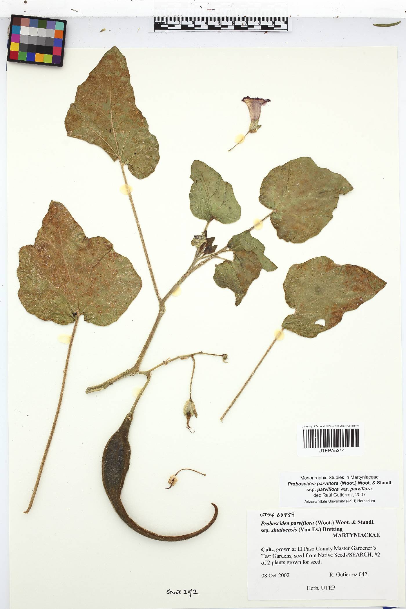 Proboscidea parviflora subsp. sinaloensis image