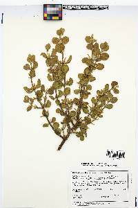 Phoradendron leucarpum subsp. tomentosum image