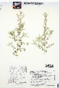 Aloysia wrightii image