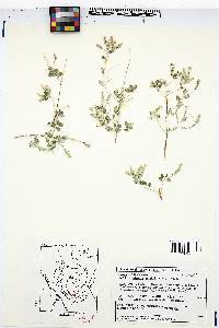 Aloysia wrightii image