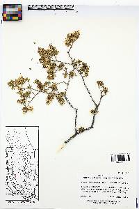 Larrea tridentata image