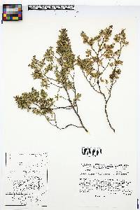 Larrea tridentata image