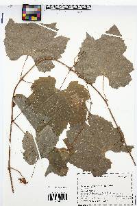 Vitis arizonica image