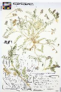 Astragalus allochrous var. playanus image