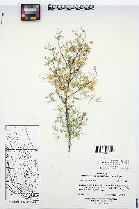 Acacia constricta image