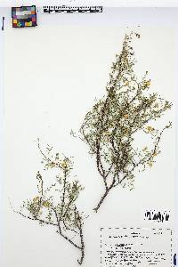 Acacia constricta image