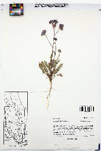 Phacelia intermedia image