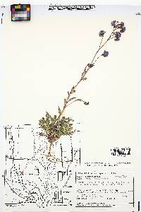 Phacelia intermedia image