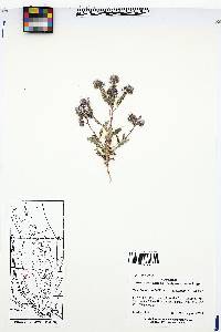 Phacelia intermedia image