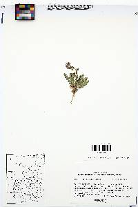 Phacelia intermedia image