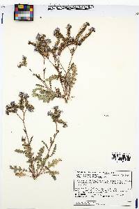 Phacelia intermedia image