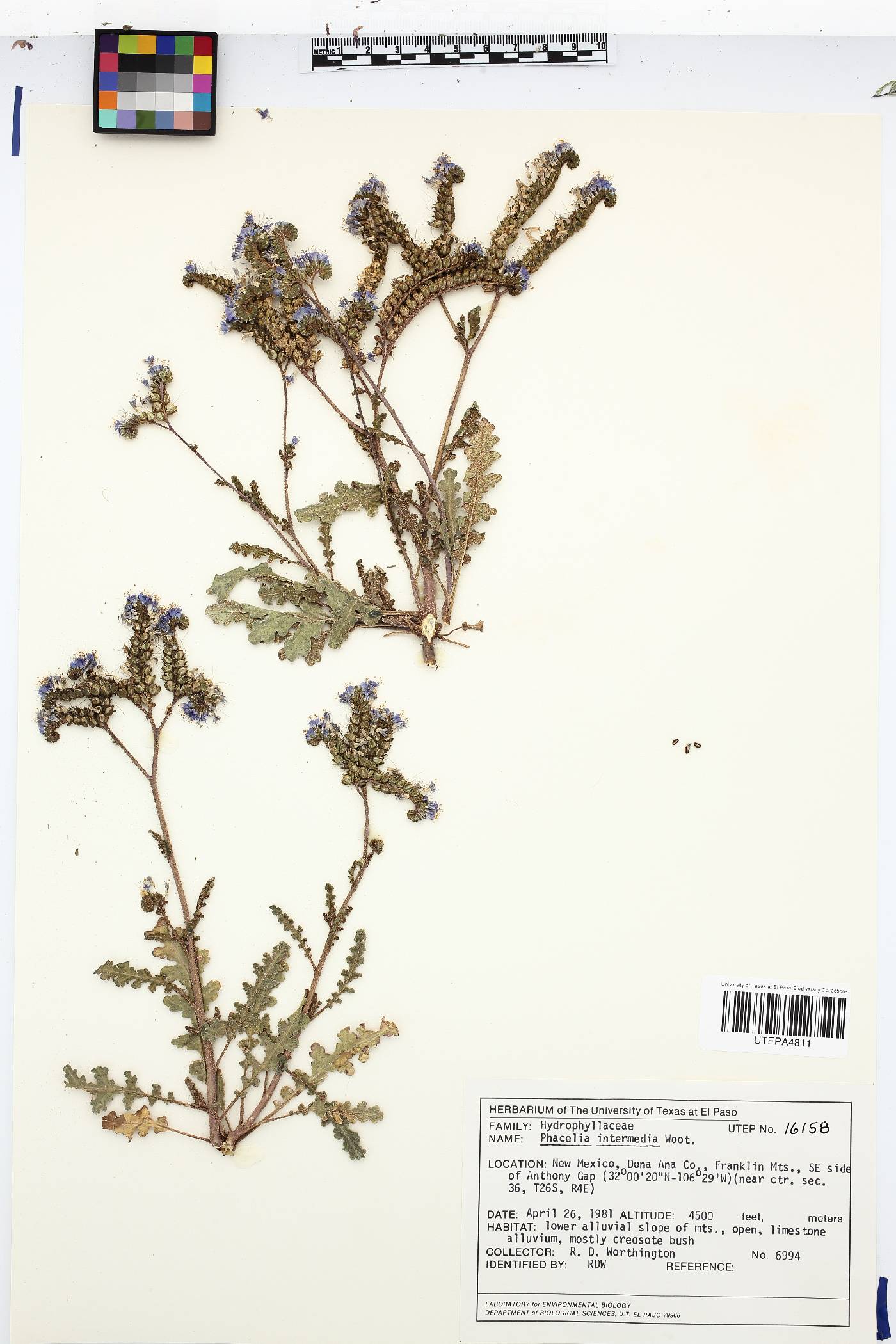 Phacelia intermedia image