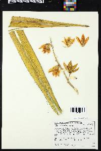 Yucca treculeana image