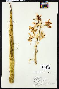Yucca treculeana image