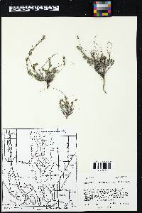 Phyllanthus polygonoides image