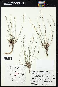 Phyllanthus polygonoides image