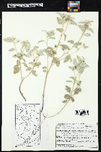 Croton pottsii image
