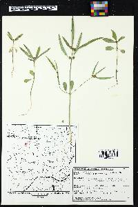 Euphorbia cyathophora image