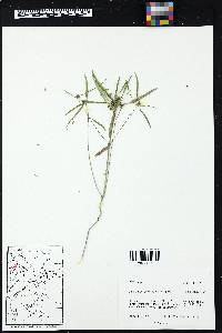 Euphorbia cyathophora image