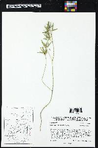 Euphorbia exstipulata image