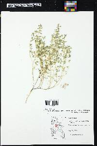 Euphorbia serpillifolia image