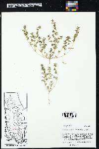 Euphorbia serpillifolia image