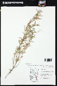 Chamaesyce hyssopifolia image