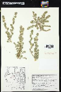 Chamaesyce stictospora image