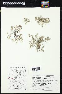 Euphorbia fendleri image