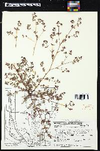 Chamaesyce hyssopifolia image