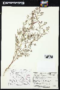 Chamaesyce hyssopifolia image